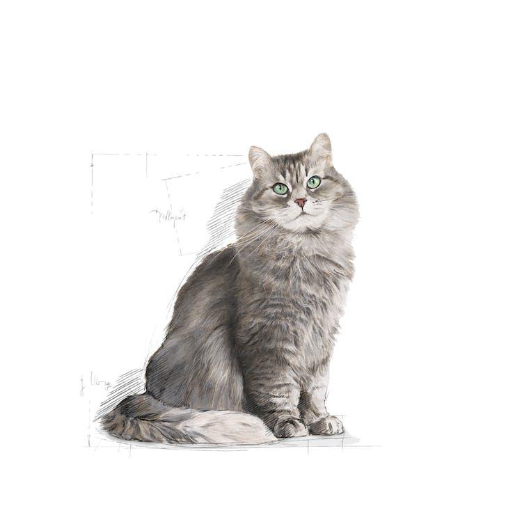 Royal Canin - Gatos Adultos - Sensibilidad Digestiva