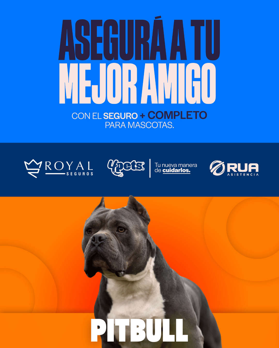 Categoría 2 C - Anual (Perro) - Pitbull