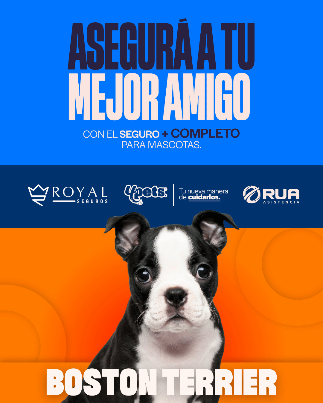 Categoría 3 A - Anual (Perro) - Boston Terrier