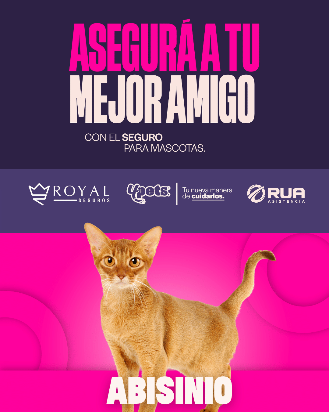 Categoría 2 B - Anual (Gato) - Abisinio