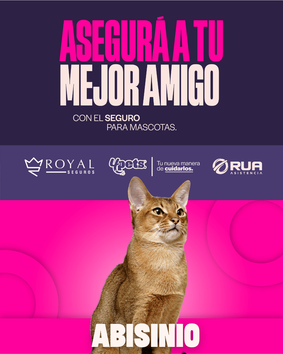 Categoría 2 C - Anual (Gato) - Abisinio