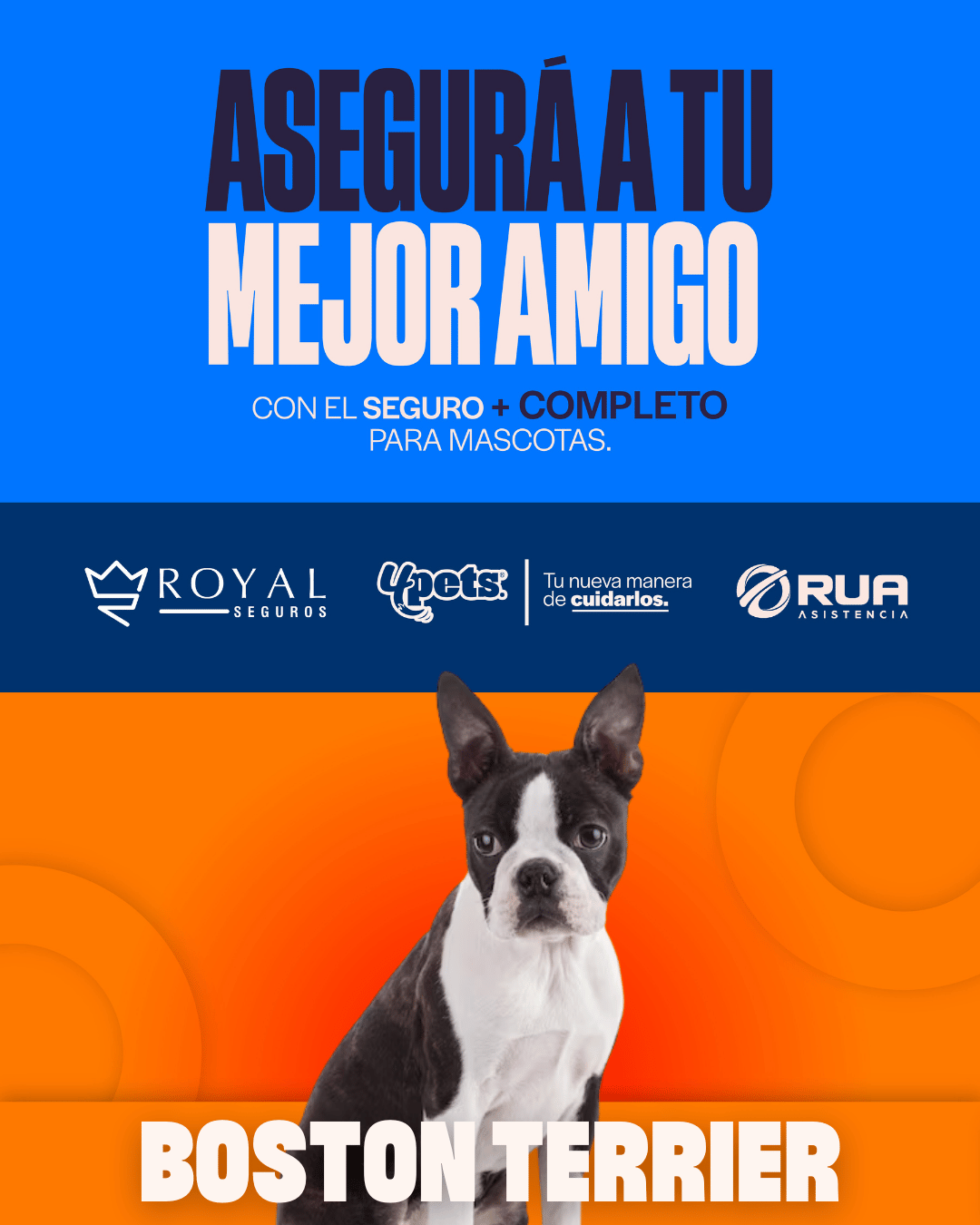 Categoría 3 B - Anual (Perro) - Boston Terrier