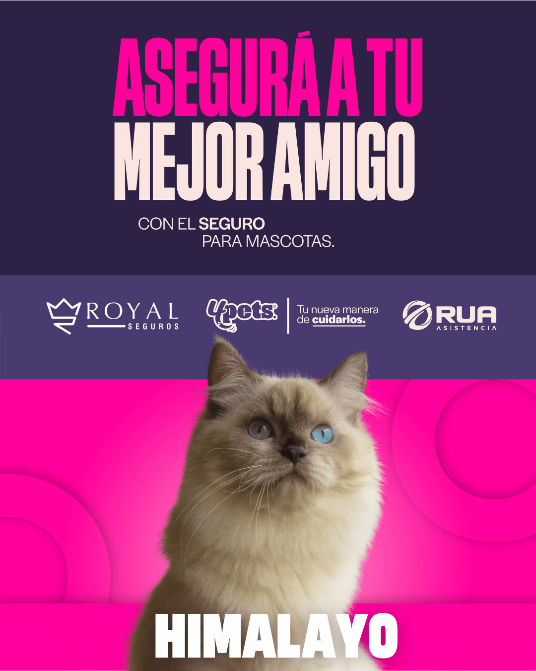 Categoría 2 B - Anual (Gato) - Himalayo