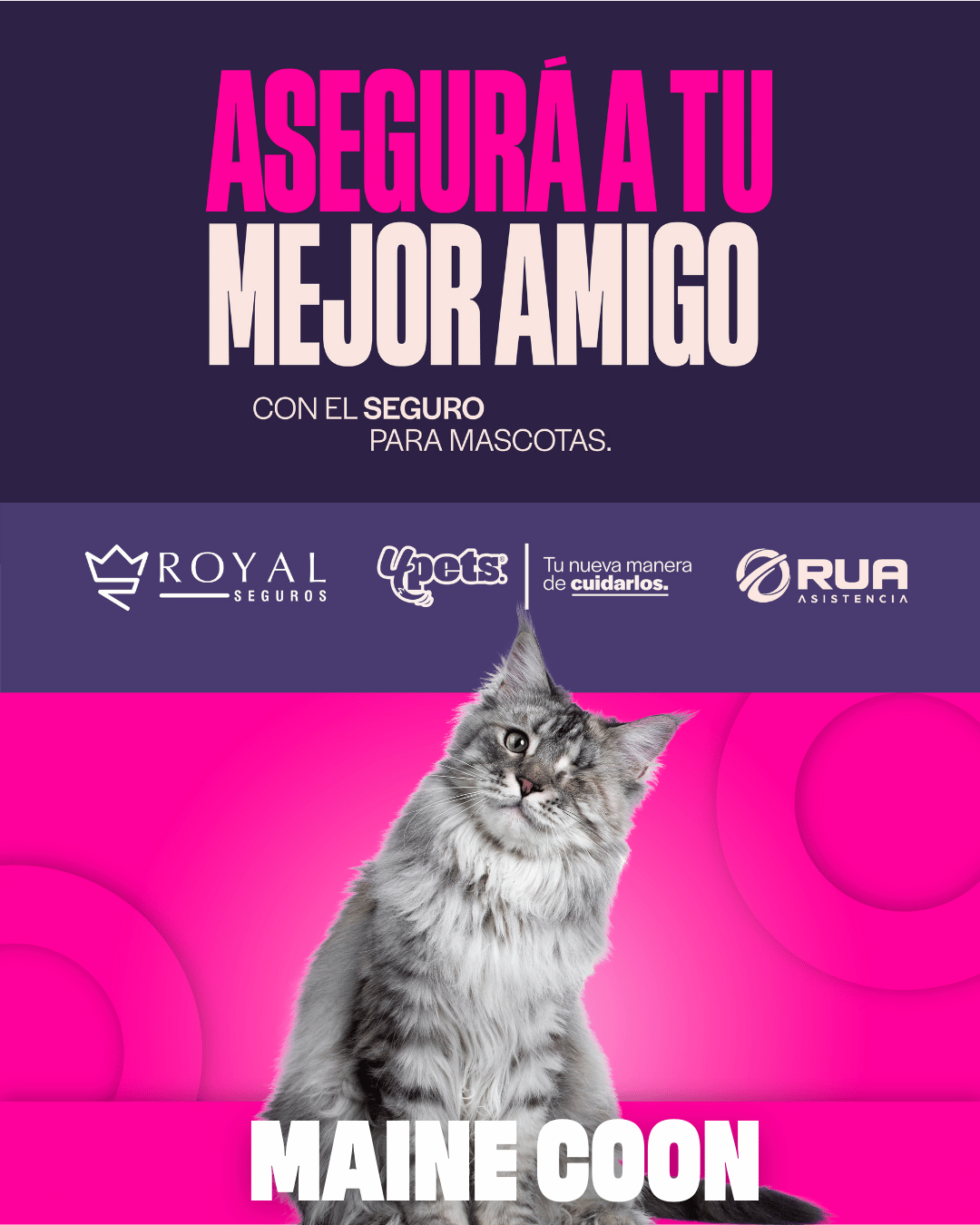 Categoría 2 B - Anual (Gato) - Maine Coon
