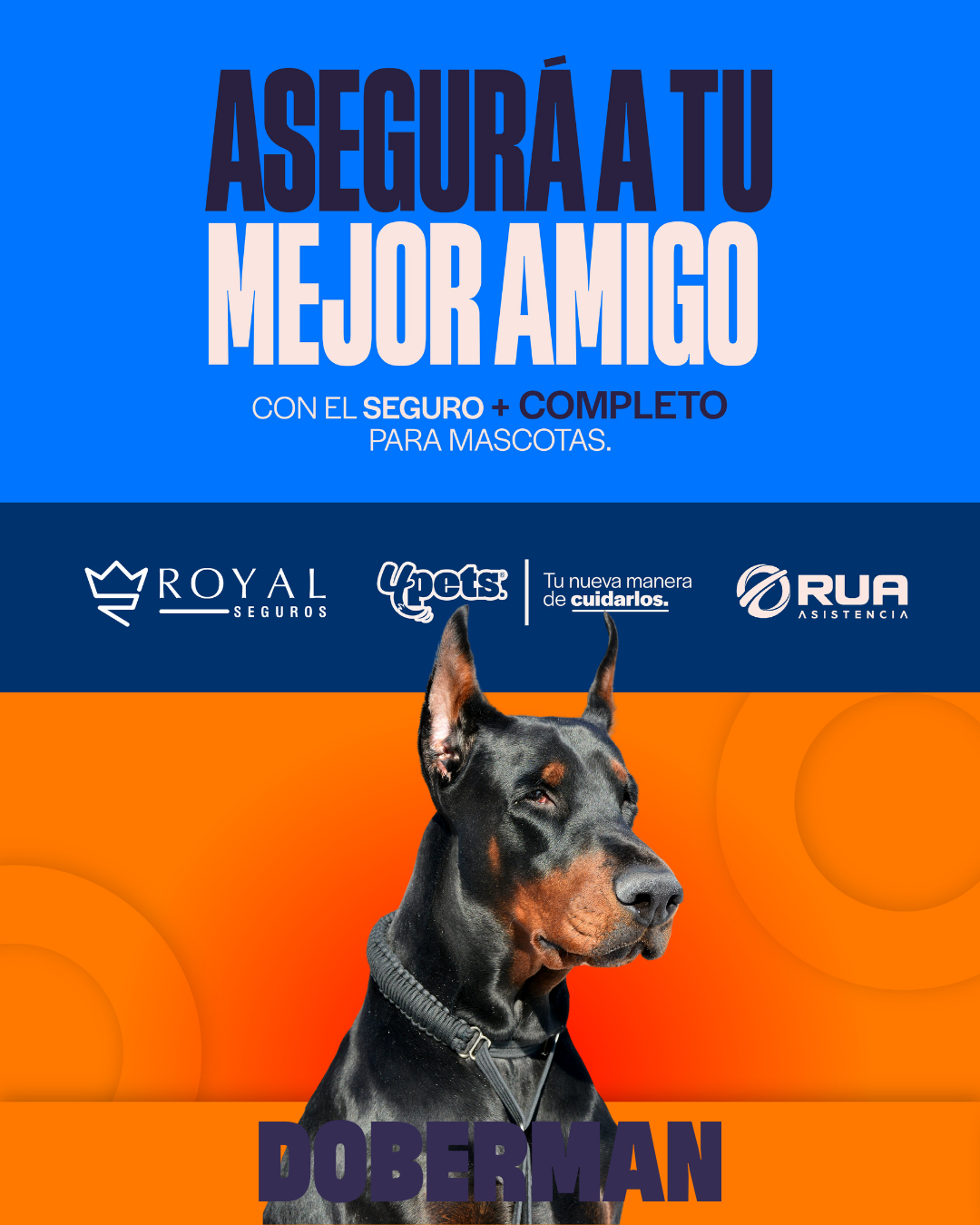 Categoría 2 A - Anual (Perro) - Doberman
