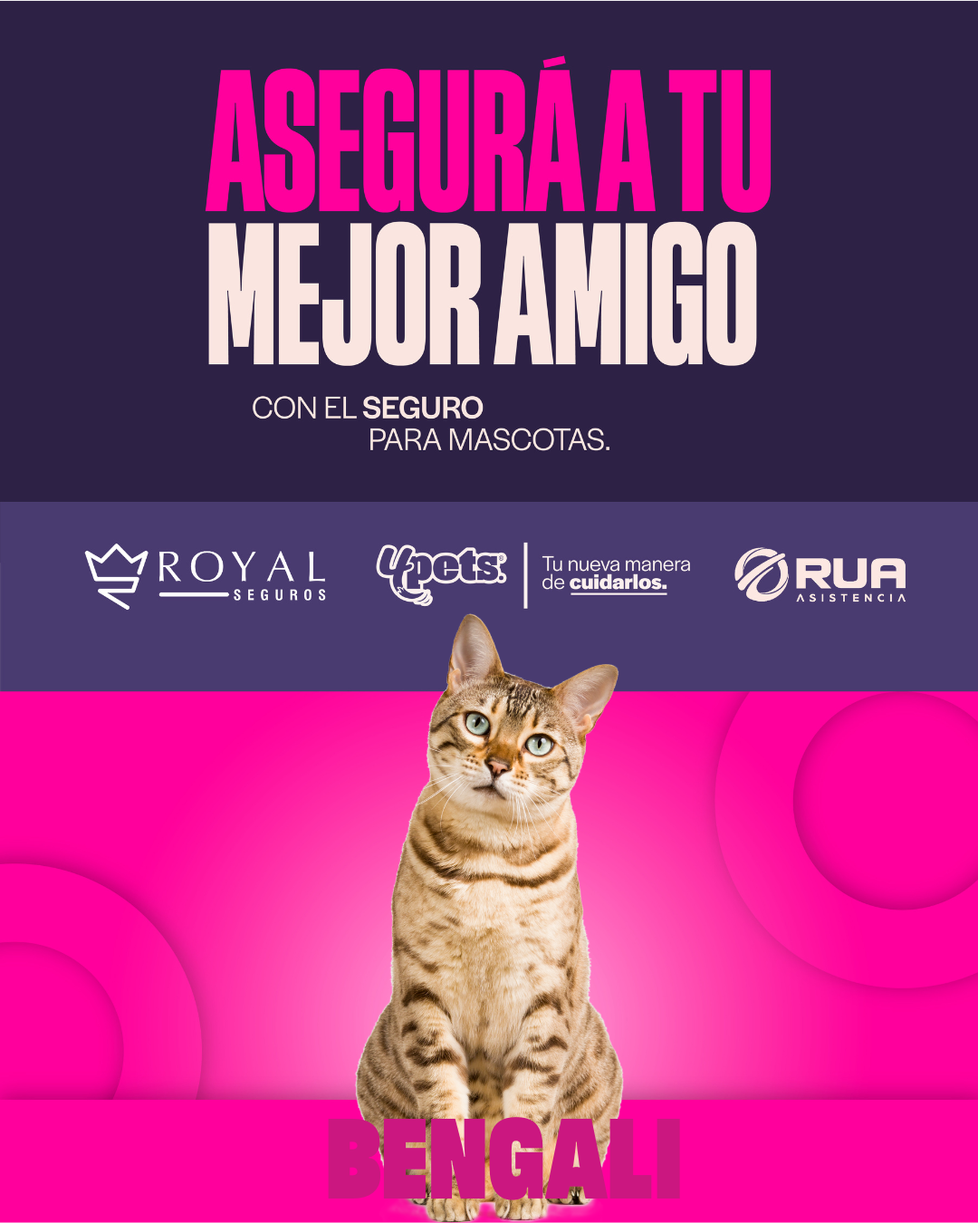 Categoría 2 B - Anual (Gato) - Bengalí