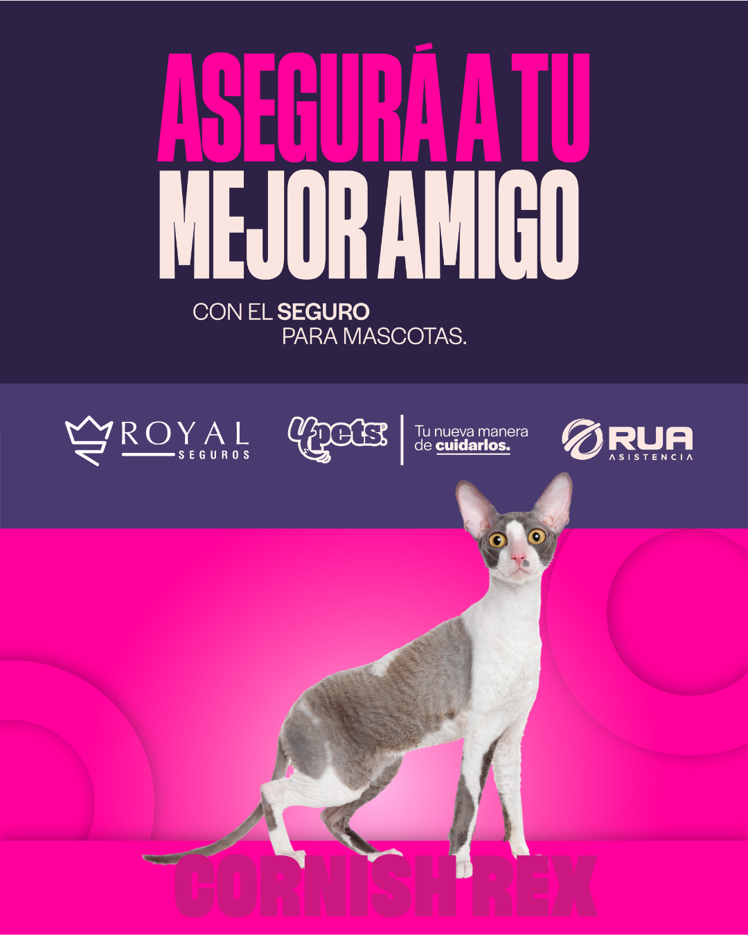 Categoría 2 C - Anual (Gato) - Cornish Rex