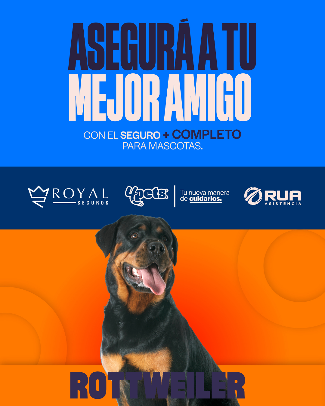 Categoría 2 B - Anual (Perro) - Rottweiler