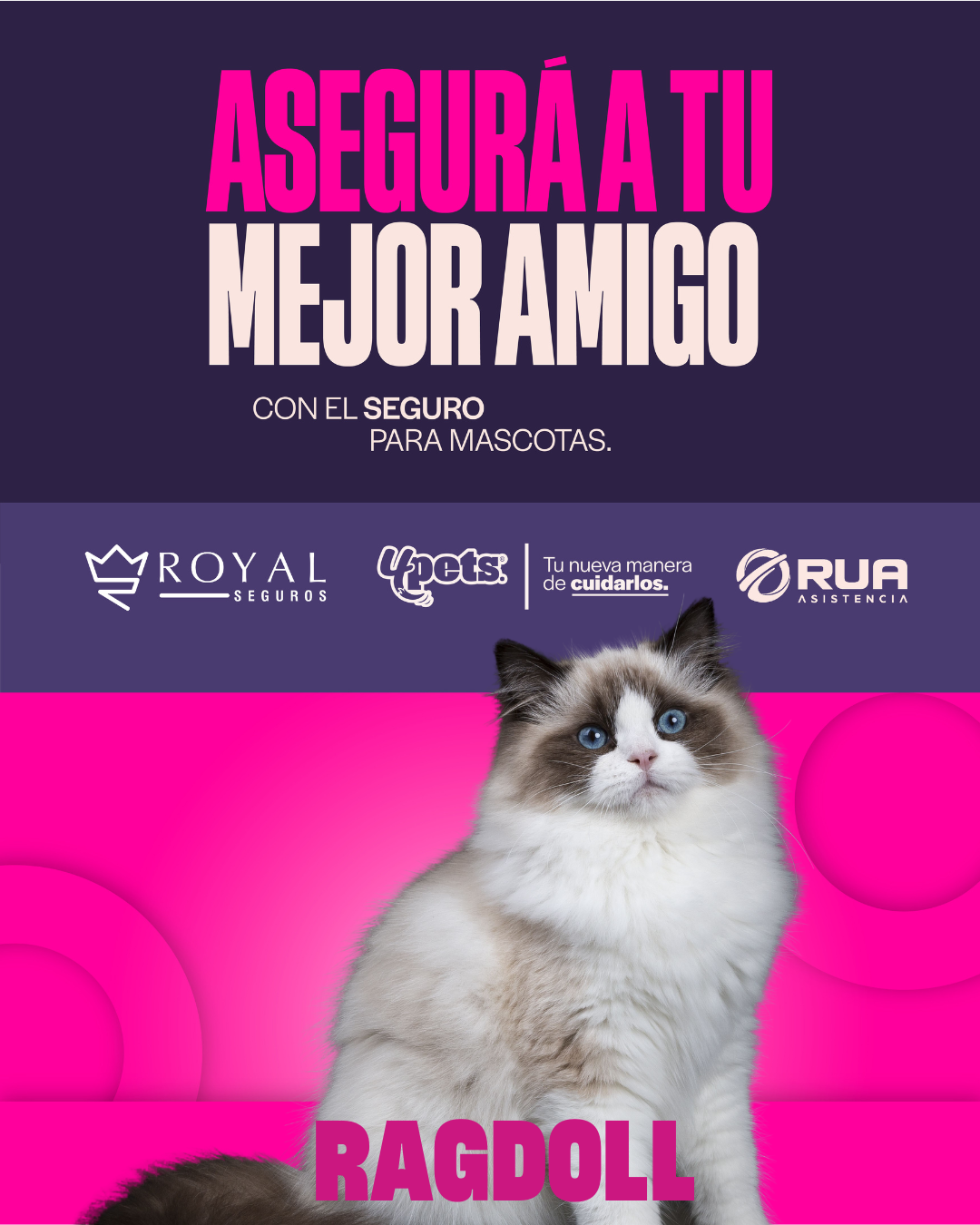 Categoría 2 C - Anual (Gato) - Ragdoll