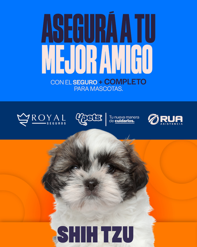 Categoría 1 C - Anual (Perro) - Shih Tzu