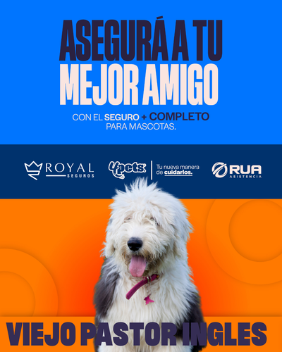 Categoría 3 C - Anual (Perro) - Viejo Pastor Inglés