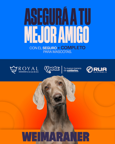 Categoría 2 B - Anual (Perro) - Weimaraner