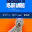 Categoría 2 B - Anual (Perro) - Westi