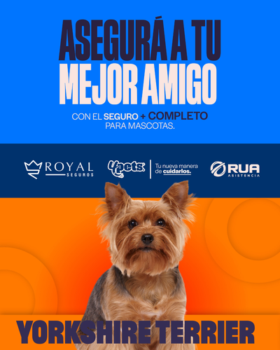 Categoría 1 B - Anual (Perro) - Yorkshire Terrier