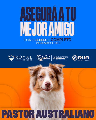 Categoría 2 B - Anual (Perro) -  Pastor Australiano