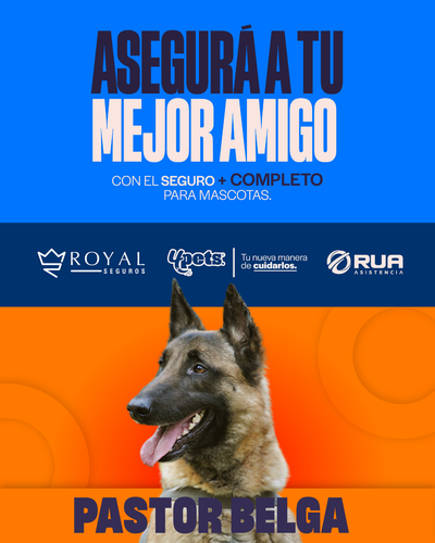 Categoría 2 A - Anual (Perro) - Pastor Belga