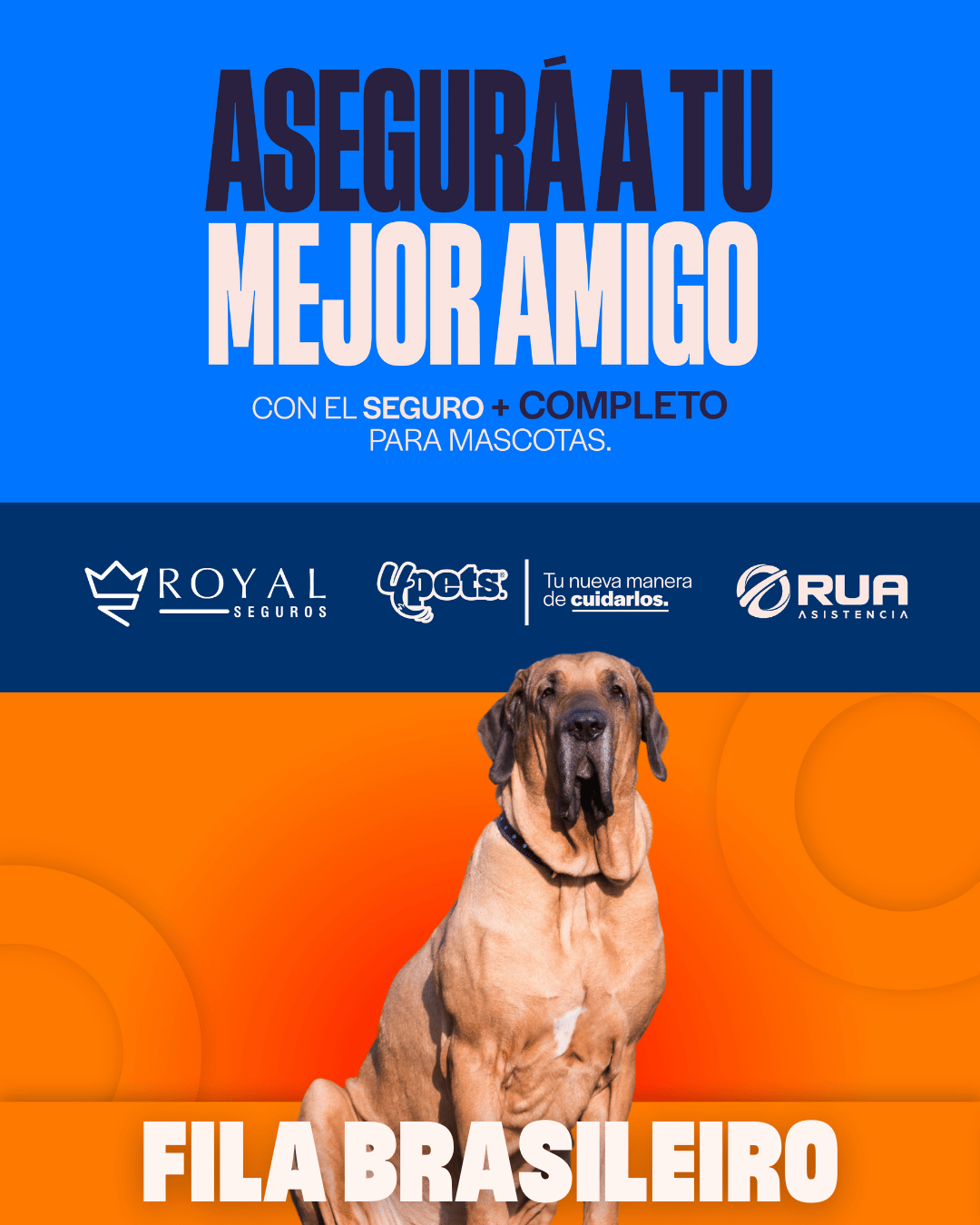 Categoría 3 C - Anual (Perro) - Fila Brasilero