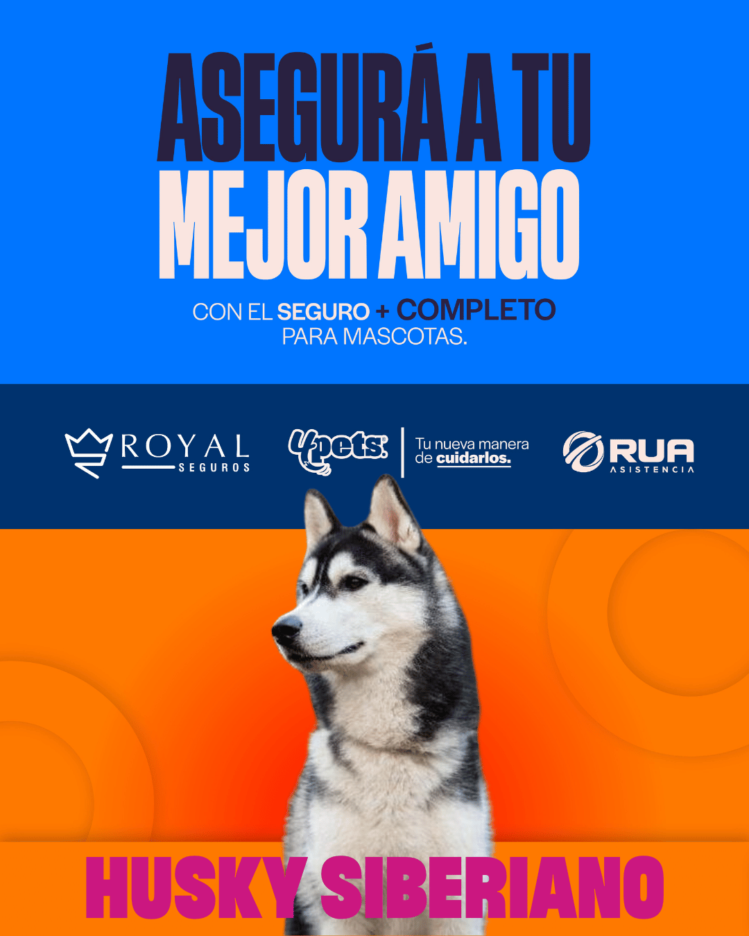 Categoría 2 C - Anual (Perro) - Husky Siberiano