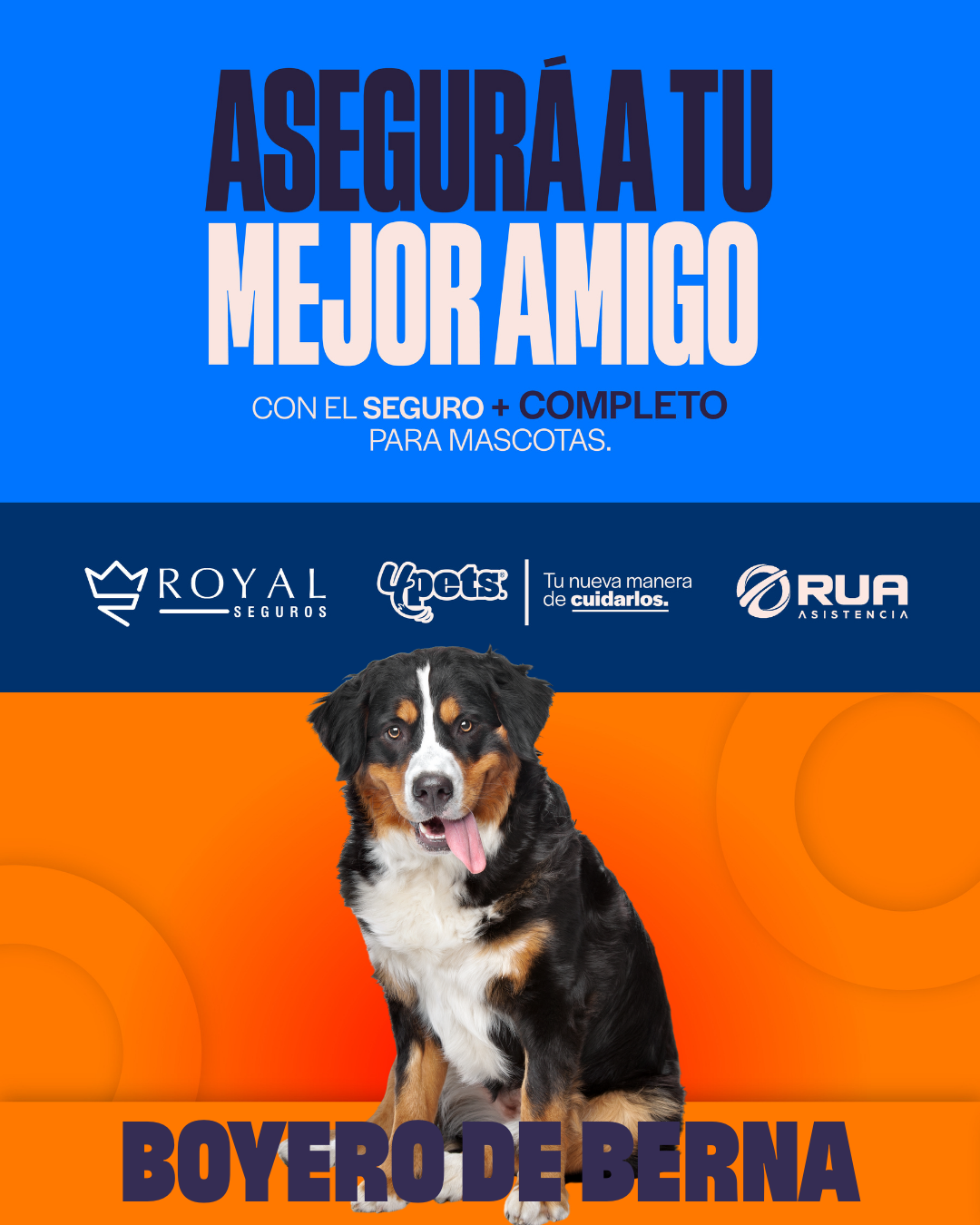 Categoría 3 A - Anual (Perro) - Boyero de Bernar