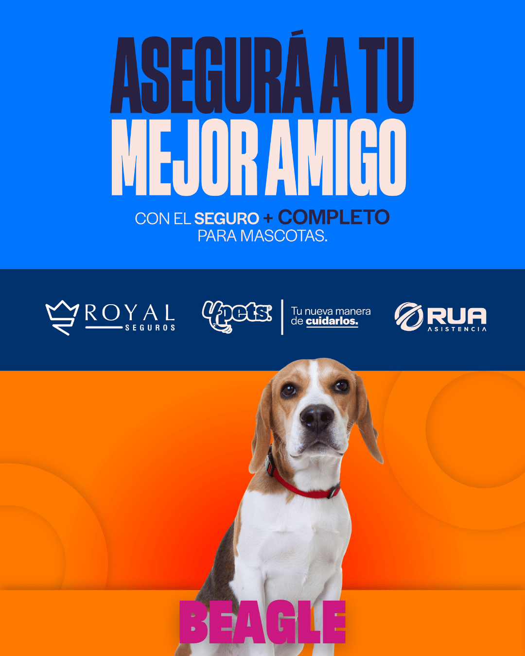 Categoría 2 B - Anual (Perro) - Beagle