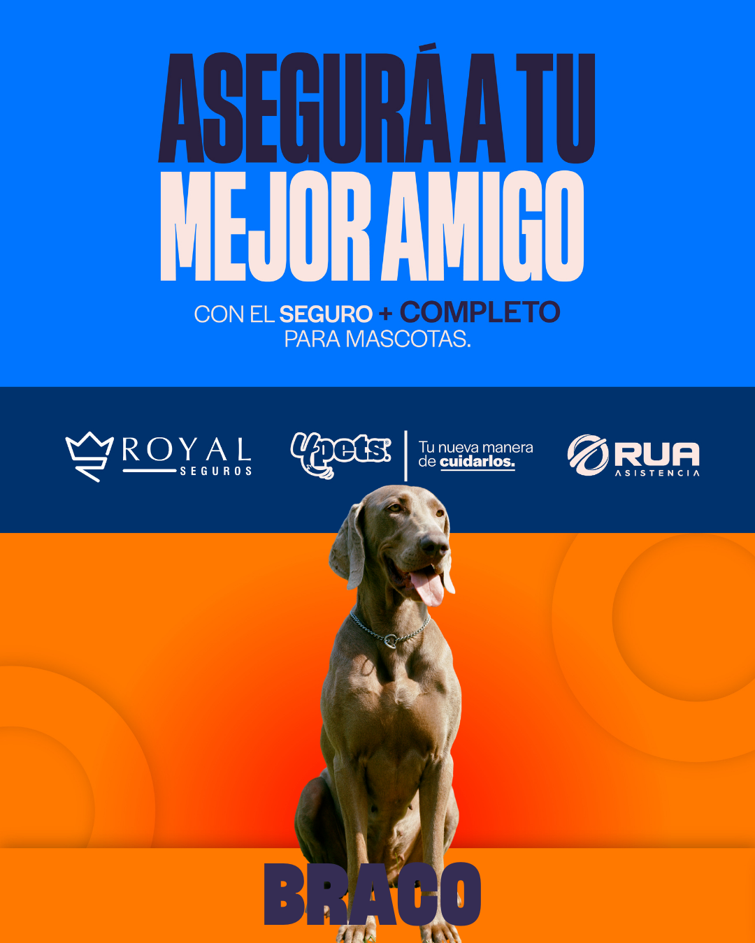 Categoría 2 A - Anual (Perro) - Braco