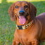 Sesión de Fotos con tu Mascota - Pet Mom - 10 Fotos