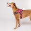 Zeedog - Farm - Flyharness - Selva