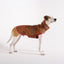 Zeedog - Farm - Piloto - Selva