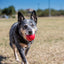 Kong - Perros Ball w/hole