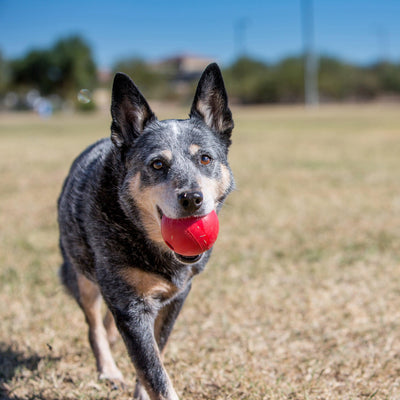 Kong - Perros Ball w/hole