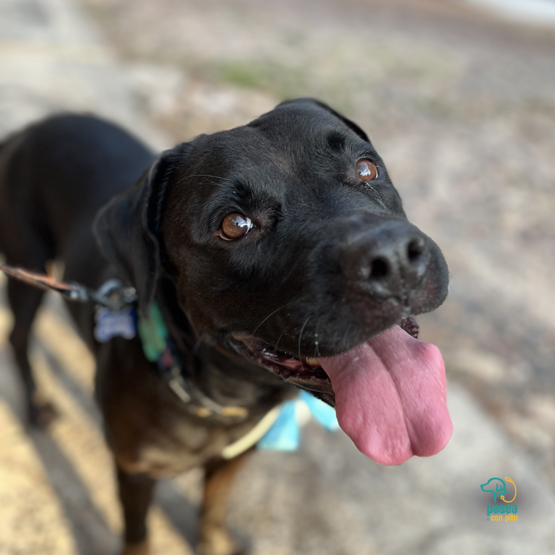 Pasea Con Pitu - Pet Sitter a Domicilio (Asunción, Lambaré, Luque y Fdo de la Mora). Visitas sobre agendamiento