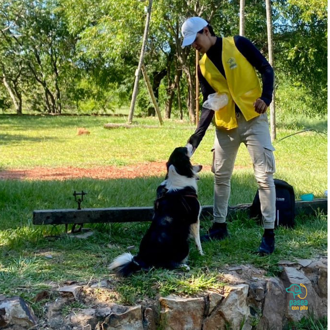 Pasea Con Pitu - Pet Sitter a Domicilio (Asunción, Lambaré, Luque y Fdo de la Mora). Visitas sobre agendamiento