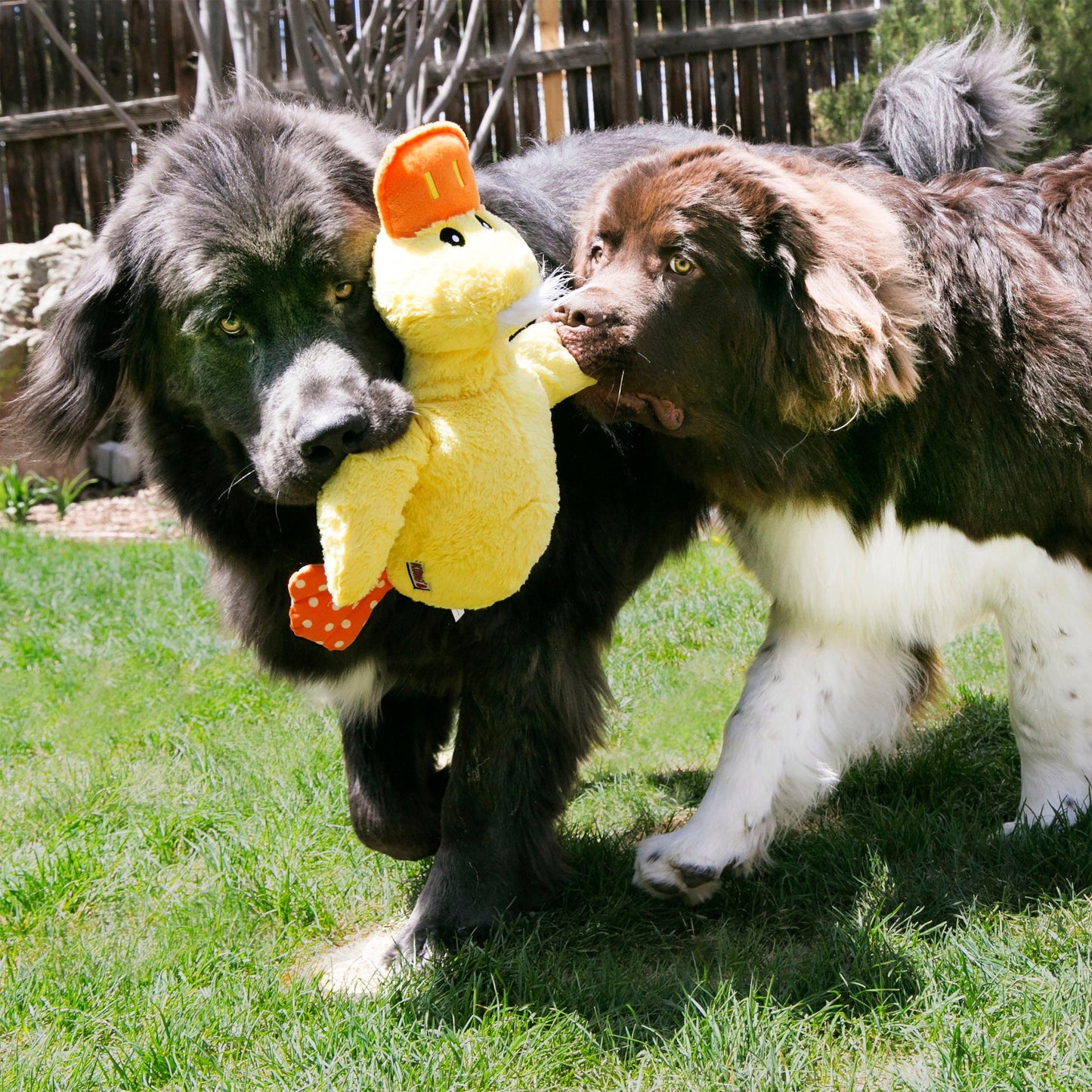 Kong - Perros Comfort Jumbo