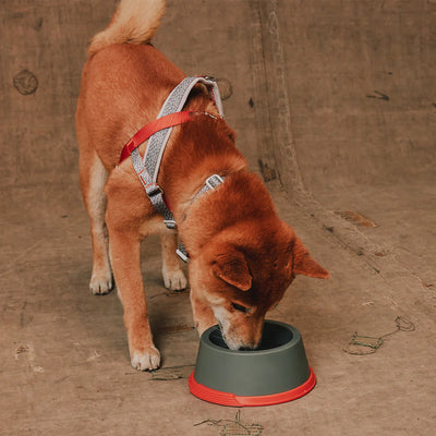 Zeedog - Reebok Plato Suede Melamine Bowl