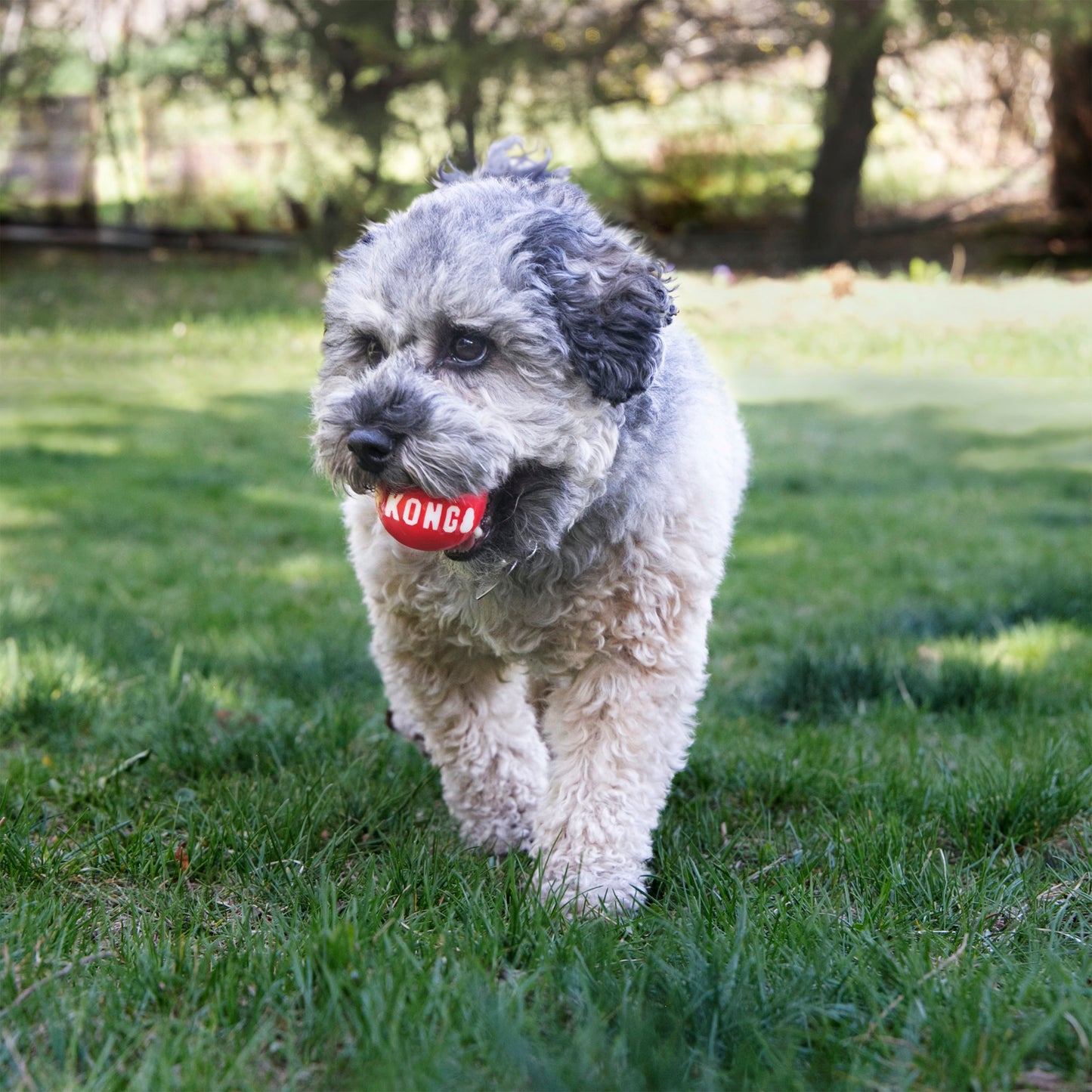 Kong - Perros Signature Balls (2 uds)