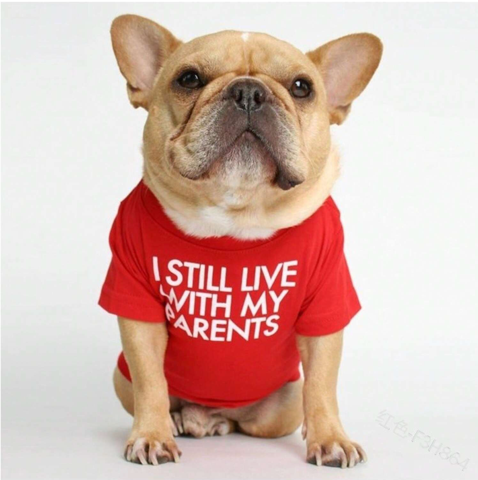 Ropa para Perros | Moda y Comodidad en 4Pets