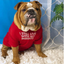 Ropa para Perros | Moda y Comodidad en 4Pets