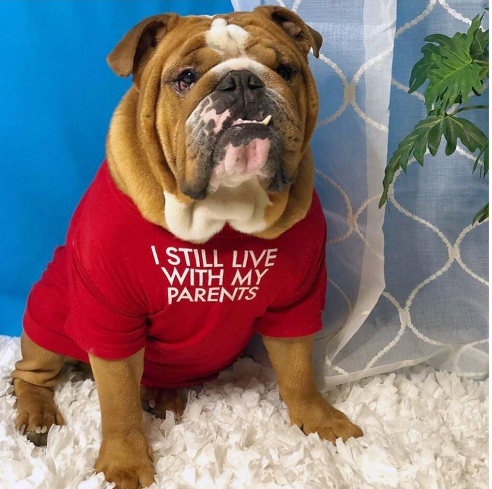 Ropa para Perros | Moda y Comodidad en 4Pets