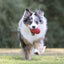 Kong - Perros Adultos Classic