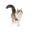 Royal Canin -  Gatos Adultos Instinctive - Pouch
