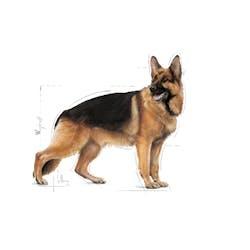 Royal Canin - Perros Adultos Grandes - Pouch