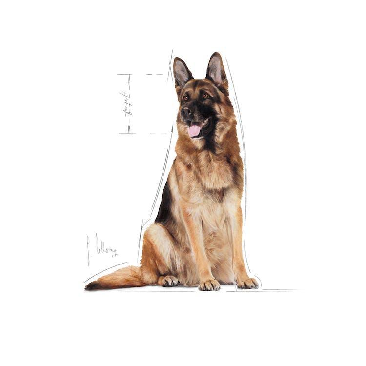 Royal Canin - Perros Adultos 5+ Grandes