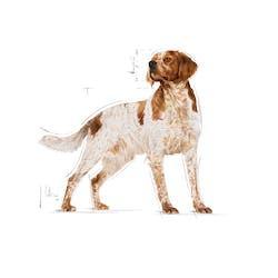 Royal Canin - Perros Adultos Medianos