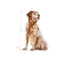 Royal Canin - Perros Adultos 7+ Medianos