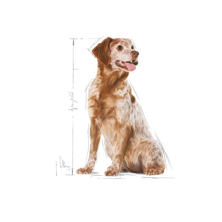 Royal Canin - Perros Adultos 7+ Medianos