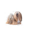 Royal Canin - Perros Adultos Pequeños Exigent