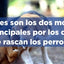 Hill's - Perros Derm Complete Cuidado de la Piel