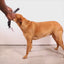 Zeedog - Perros Pechera No-Pull Softerwalk - NOX