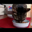 Hill's - Gatos Z/D Sensibilidades Alimentarias