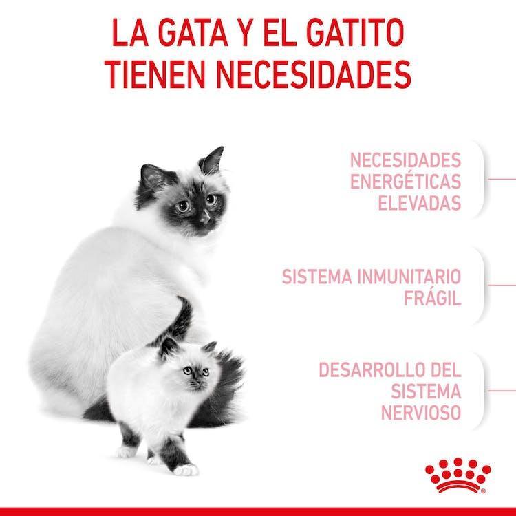 Royal Canin - Gatitos Mother & Baby